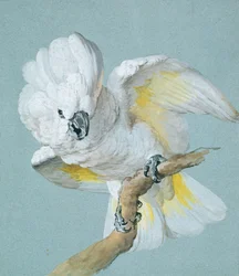 Un grand cacatoès à huppe blanche